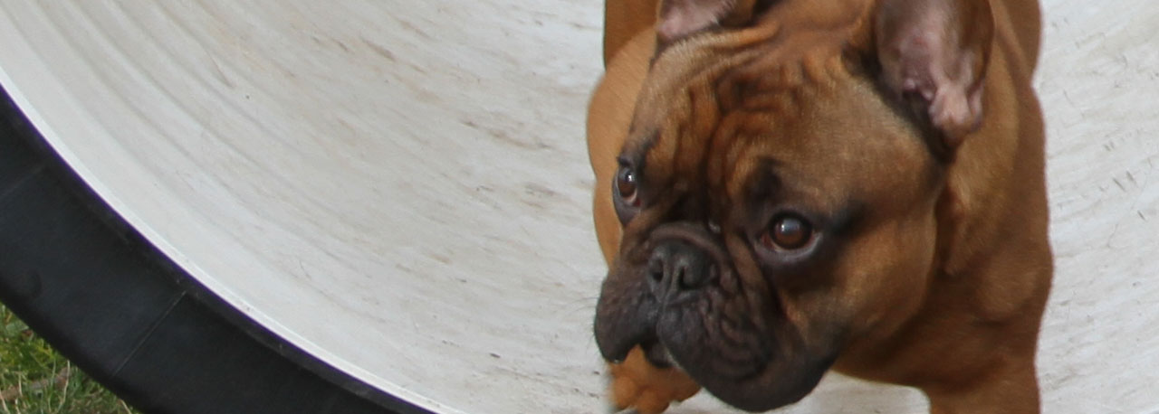 Bild von Oscar the French Bulldog