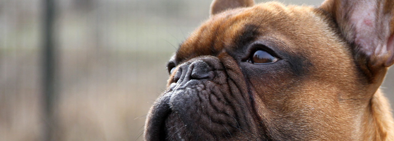 Bild von Oscar the French Bulldog