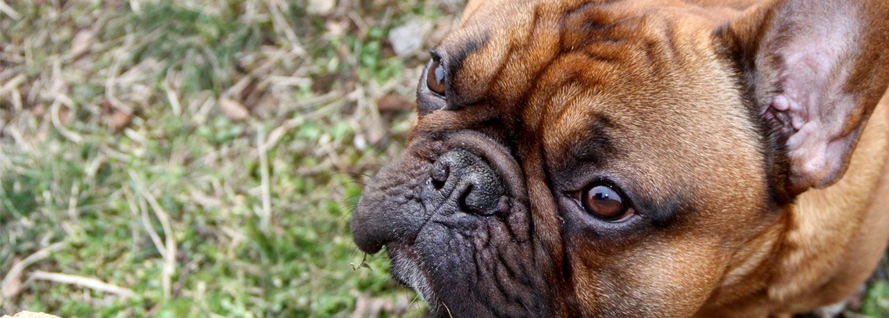 Bild von Oscar the French Bulldog